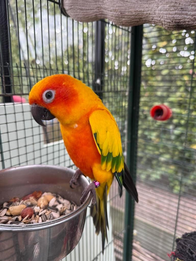 Handtamme zonneparkiet, Geslacht onbekend, Papegaai, Tam