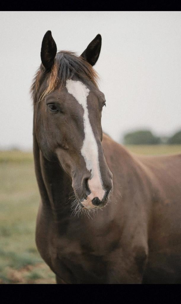 Halve stal - Verzorgpaard aangeboden, Animaux & Accessoires, Chevaux, Hongre