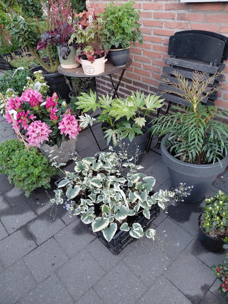 mooie tuinplanten, Tuin en Terras, Planten | Bomen, Ophalen
