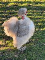 Zijdehoen hanen, Dieren en Toebehoren, Mannelijk, Kip