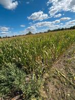 Maïs balen, Zakelijke goederen, Landbouw | Veevoer, Ophalen of Verzenden