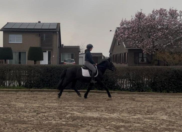 D-pony te koop (143 cm) – 3 jaar, Animaux & Accessoires, Poneys, Hongre, Débourré, Poney D (1.37 m à 1.48m), Poney de récréation