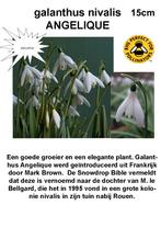 galanthus Sneeuwklokjes  nieuw, Ophalen of Verzenden, Voorjaar, Halfschaduw, Bloembol