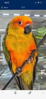 Recherche conure soleil au nid et conure souris, Plusieurs animaux, Perroquet, Bagué