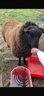 Bélier 11 mois, Animaux & Accessoires, Mâle, Mouton