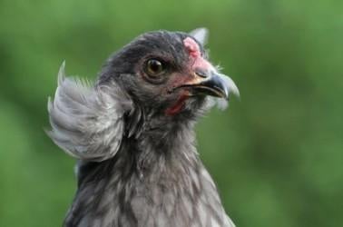 Kleurleggers Marans, Cream Legbar, Araucana en Eurocana, Kip