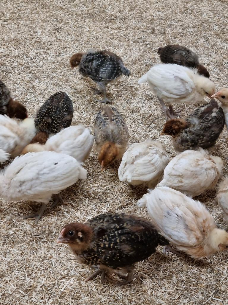 Levendige haantjes brakelhoen - goudbrakel en chamois, Dieren en Toebehoren, Pluimvee, Meerdere dieren, Kip