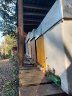 Colonies abeilles d'origine Buckfast, Animaux & Accessoires, Autres accessoires pour animaux, Enlèvement