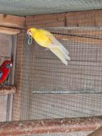 Geel oranje ino pennant, Dieren en Toebehoren