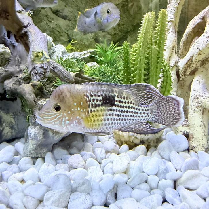 chiclides green terror white wing special, Dieren en Toebehoren, Vissen | Aquariumvissen, Zoetwatervis, Vis, Schoolvis