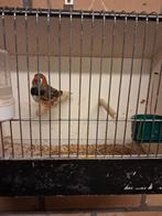 Zebravink zwartborst grijs, Mâle, Oiseau tropical, Bagué