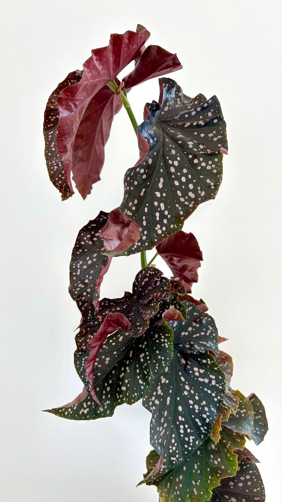 Bégonia Angel Wing Cracklin Rosie 85cm + cache-pot céramique, Maison & Meubles, Plantes d'intérieur, Autres espèces, En pot, Moins de 100 cm