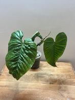 Philodendron Ernestii, Maison & Meubles, Plantes d'intérieur, Enlèvement ou Envoi