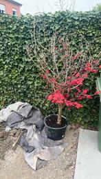 Japanse esdoorn, Tuin en Terras, Planten | Bomen, Ophalen