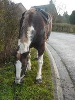 PMR à cheval très confortable, très brave, porteuse, 11 ans ou plus, 165 à 170 cm, Ne s'applique pas, Jument