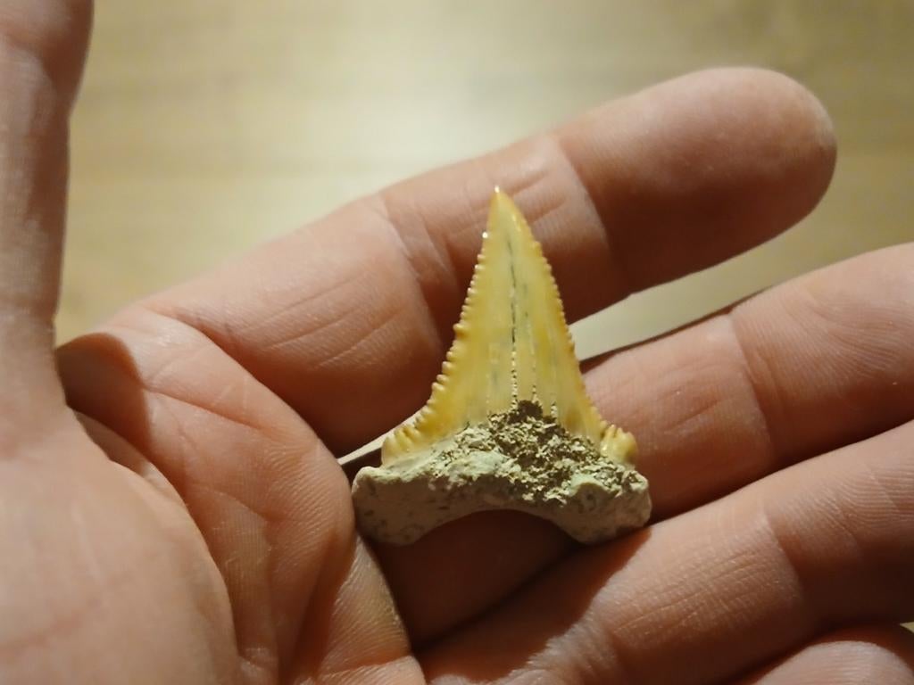 Paleocarcharodon haaietand, Handtassen en Accessoires, Kettinghangers, Ophalen of Verzenden