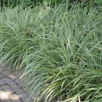 Carex Ice Dance, Enlèvement, Mi-ombre