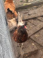 Tolbunt Poolse haan, Dieren en Toebehoren, Pluimvee, Mannelijk, Kip