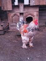 Brahma haan van 2025€ mei 20€, Dieren en Toebehoren, Pluimvee