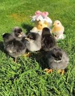 Kuikens kleurleggers olijfleggers groenleggers kippen, Dieren en Toebehoren, Pluimvee, Kip