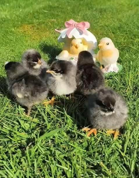 Kuikens kleurleggers olijfleggers groenleggers kippen, Dieren en Toebehoren, Pluimvee, Kip