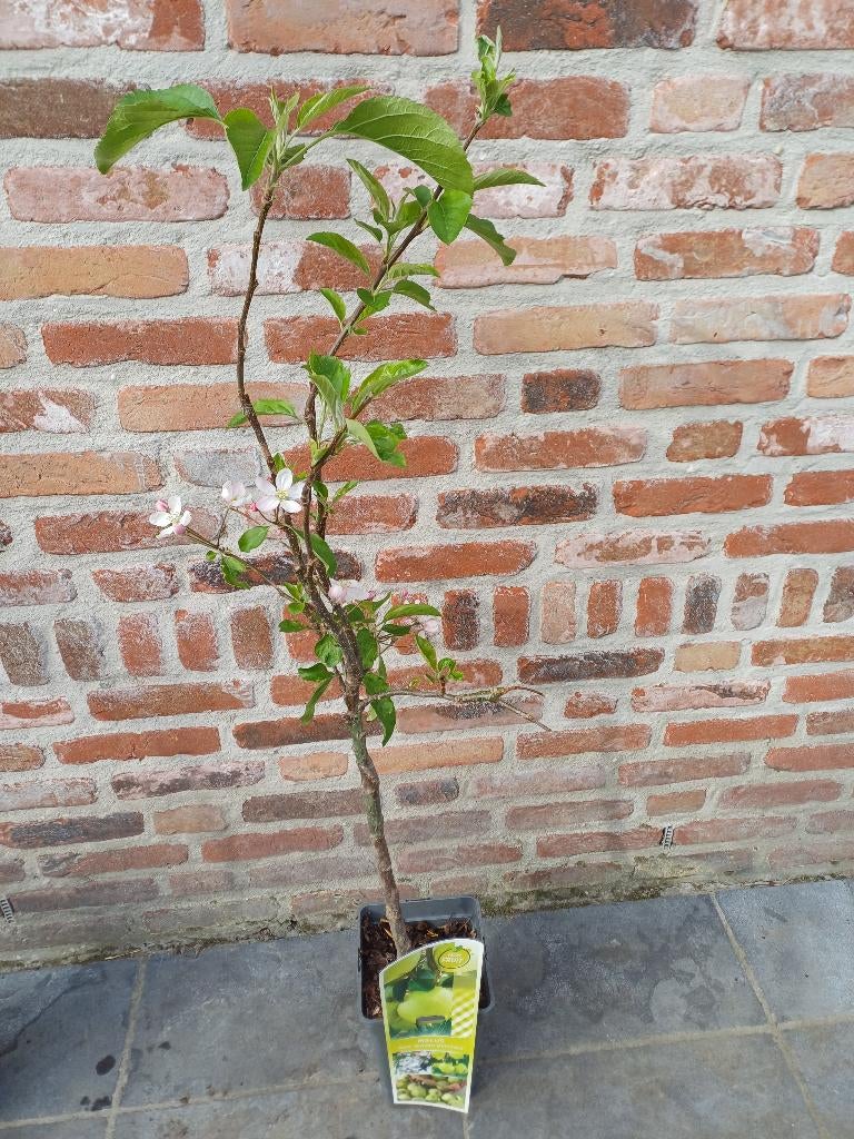 Malus dom. Golden Delicious, Ophalen, In pot, Appelboom