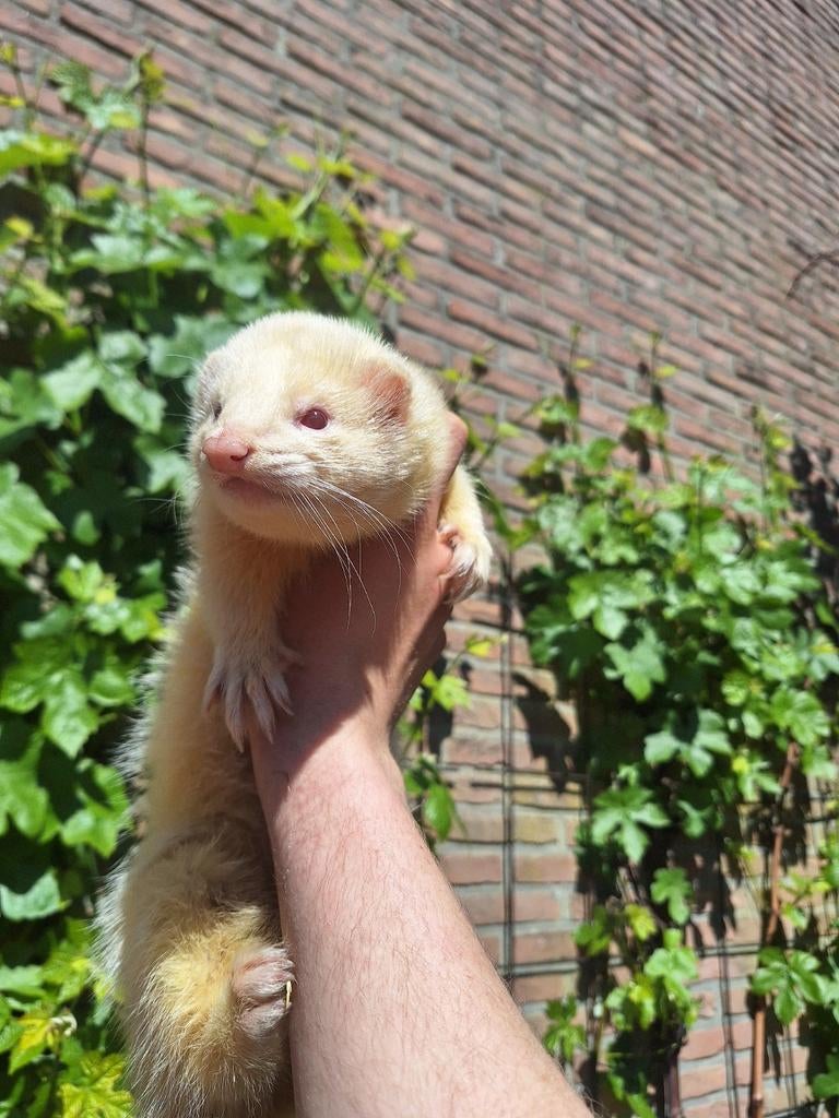 2 fretjes, handtam super lief., Animaux & Accessoires, Animaux Autre, Mâle, Mai