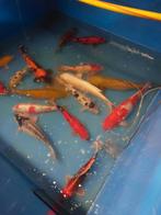 Japanse kois, Dieren en Toebehoren