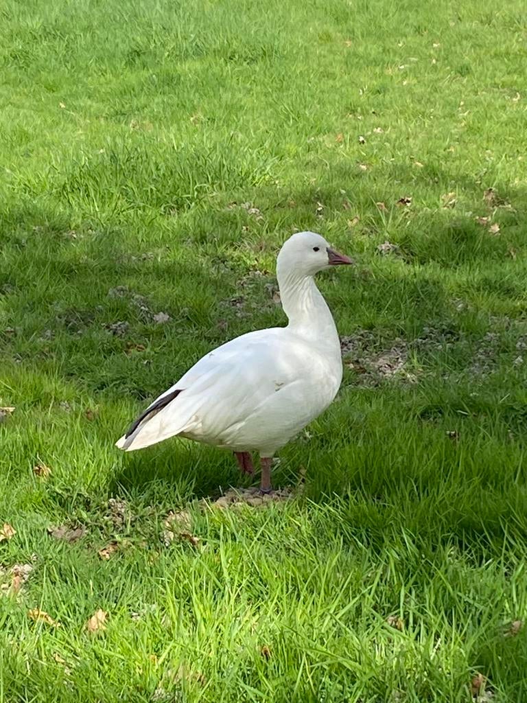 Rossgans, Mannelijk, Gans of Zwaan