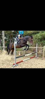 Paard, Dieren en Toebehoren, Paarden, Merrie, Met stamboom, Zadelmak, 170 tot 175 cm