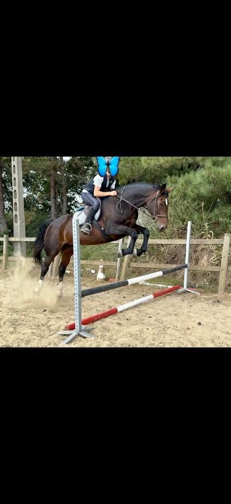 Paard, Dieren en Toebehoren, Paarden, Merrie, Zadelmak, 170 tot 175 cm, 11 jaar of ouder, Recreatiepaard, Met stamboom, Gechipt