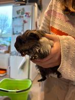 Gratis cavia beertje, Animaux & Accessoires, Janvier, Mâle