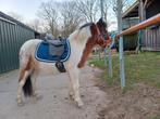 Super leuke grote shetlander ruin!, Ruin, Zadelmak, A pony (tot 1.17m), 3 tot 6 jaar