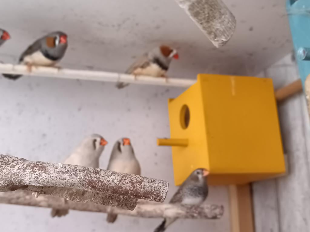 zebravinken (wildkleur en bruin), Meerdere dieren, Tropenvogel, Geringd