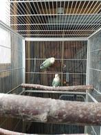 Kweekkoppel agapornis roseicollis, Meerdere dieren, Dwergpapegaai of Agapornis