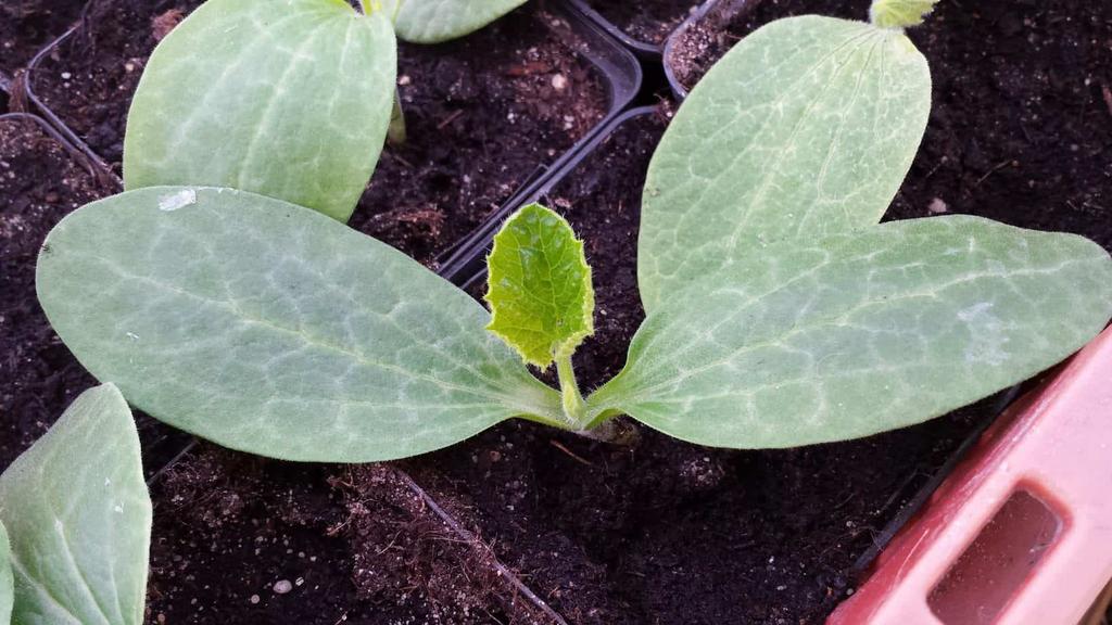 2 soorten Sierpompoen plantjes – decoratie kleurmix, Volle zon, Eenjarig, Herfst, Ophalen