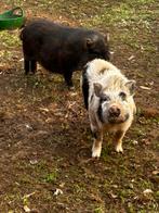 Kleine varkens, Animaux & Accessoires, Moutons, Chèvres & Cochons