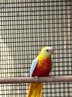 Koppel turquoisine  parkieten, Dieren en Toebehoren, Vogels | Parkieten en Papegaaien