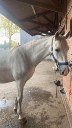 Te koop: Zizeron lieve PRE ruin op zoek naar een 5️ huisje, Dieren en Toebehoren, Paarden, Ruin, Niet van toepassing, 160 tot 165 cm