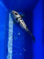 Mix japanse kois 65 tot 35cm 10st, Dieren en Toebehoren, Vissen | Vijvervissen, Karper of Koi