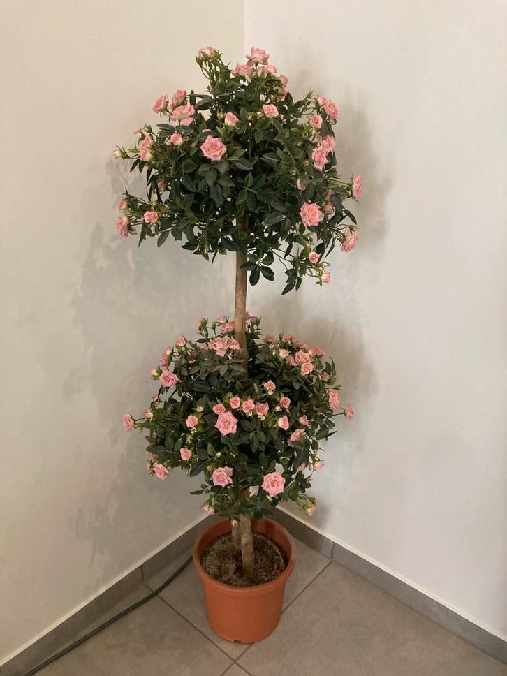 Prachtige Kunst-Stamroos (Dubbele Bol) – 140 cm – Als Nieuw!, Huis en Inrichting, Woonaccessoires | Kunstplanten en Kunstbloemen