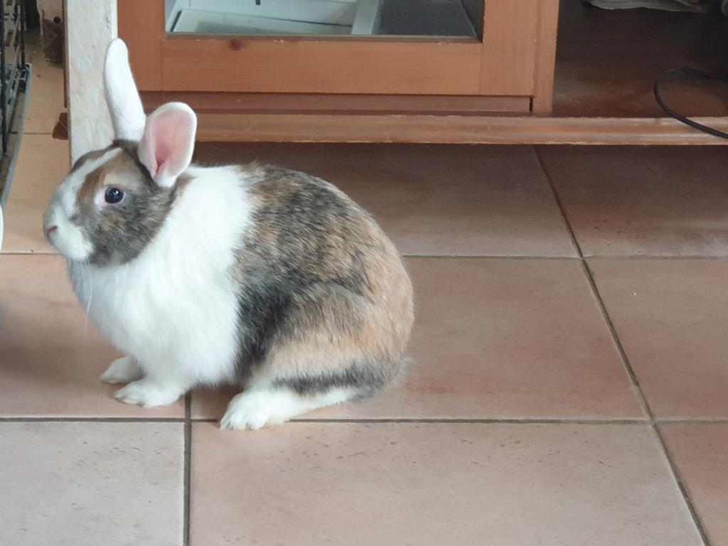 Dwergkonijn mannelijk is gecastreerd, Mannelijk