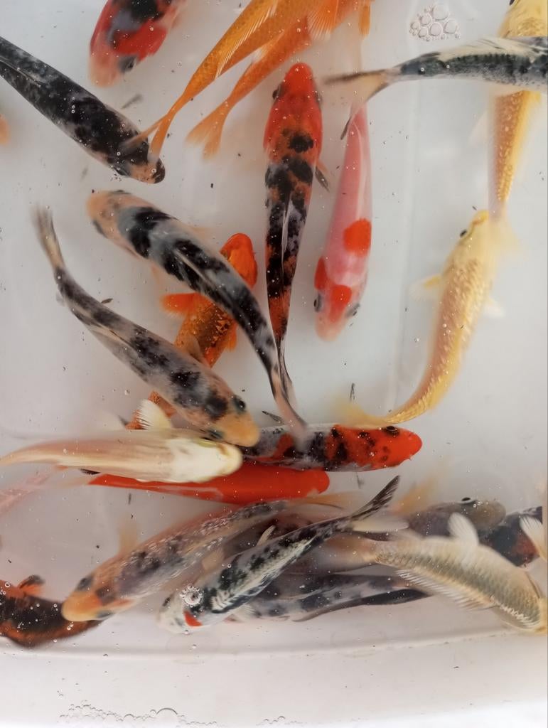 Koi 10 cm, Animaux & Accessoires, Poissons | Poissons d'étang