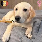Labrador (blond) teefje te koop (Belgisch), Dieren en Toebehoren, Parvo, België, 15 weken tot 1 jaar, Handelaar