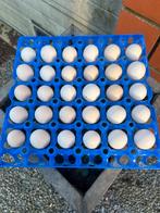 Broedeiren ukkelse baardkriel, Dieren en Toebehoren, Geslacht onbekend, Kip