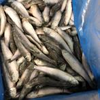 Pallet diepgevroren sardienen, Zakelijke goederen, Ophalen of Verzenden, Diepvries
