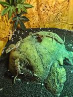 Nakweek paroedura picta in diversen kleuren