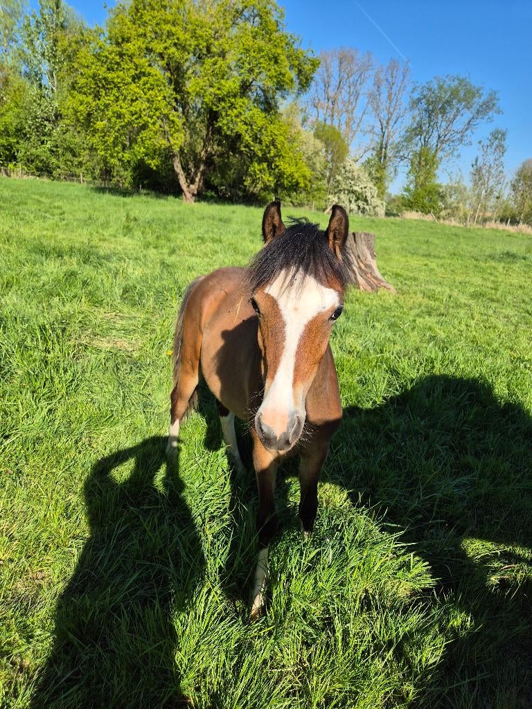 Welsh B - marron, Animaux & Accessoires, Poneys, Hongre, B, 0 à 2 ans, Avec puce électronique