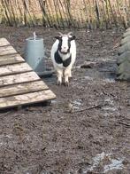 2 dwerggeitjes, Dieren en Toebehoren, Meerdere dieren, Geit, 3 tot 5 jaar