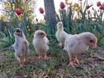 🐥 Kuikens ⁰ 6 april: Brahma x Wyandotte, Geslacht onbekend, Kip